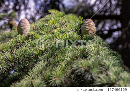 Conifer with Immature pine cones in a tree. Conifer with Immature pine cones in a tree. 127466169