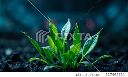 Vibrant green plant emerging from the dark soil 127466631