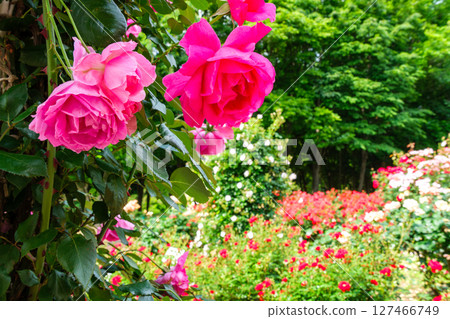 Roses at Saitama Stadium Roses at Saitama Stadium 127466749