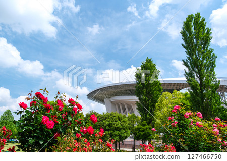 Roses at Saitama Stadium Roses at Saitama Stadium 127466750