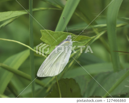 Cabbage white butterfly standing on a green leaf 127466860