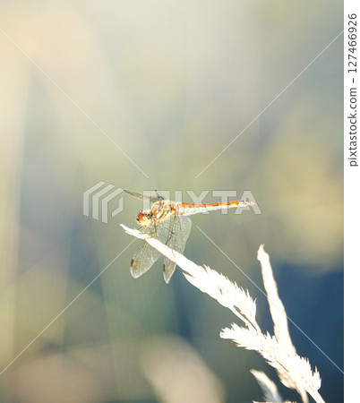 A red dragonfly seen at the end of summer when autumn was in the air 127466926