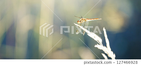 A red dragonfly seen at the end of summer when autumn was in the air 127466928