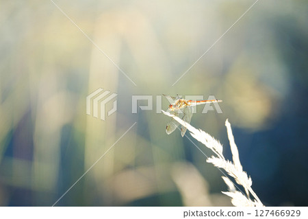 A red dragonfly seen at the end of summer when autumn was in the air 127466929