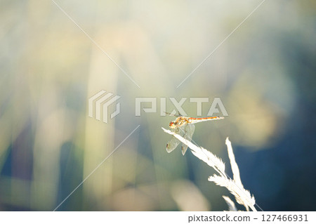 夏末秋初時，一隻紅蜻蜓出現在眼前 127466931