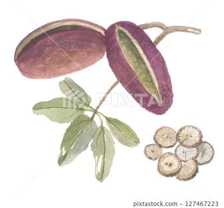 Watercolor painting of Akebia vine, fruit and stem 127467223