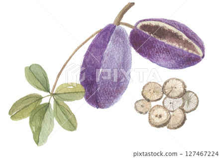 木通藤蔓、果實和莖的水彩畫 127467224