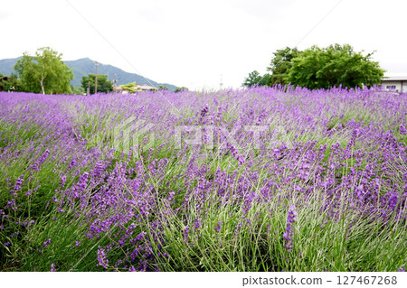 薰衣草花 127467268