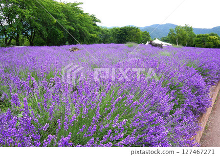 薰衣草花 127467271