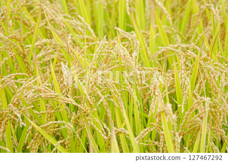 Rice ears full of rice, close to harvest 127467292