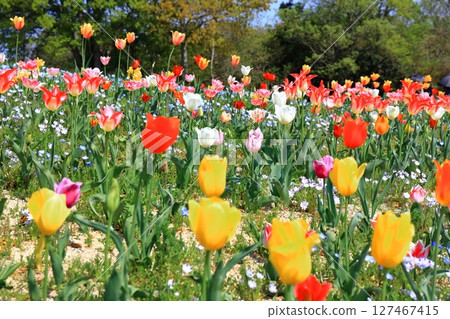 [Kagawa Prefecture] Spring at Sanuki Mannou National Park (Nemophila and tulip fields) 127467415