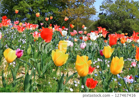 [Kagawa Prefecture] Spring at Sanuki Mannou National Park (Nemophila and tulip fields) 127467416