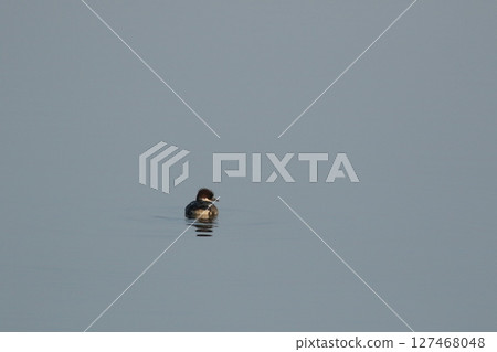 Miko Aisa Miko Aisa 127468048