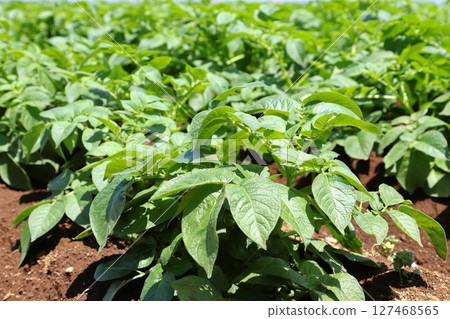 Potato field Potato field 127468565