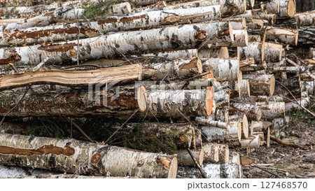 Wooden Logs with Forest on Background. Wood as a source renewable energy. Lumber industry. 127468570