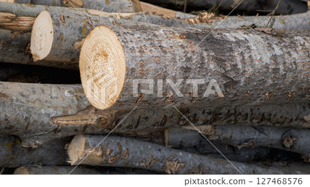 Wooden Logs with Forest on Background. Wood as a source renewable energy. Lumber industry. 127468576