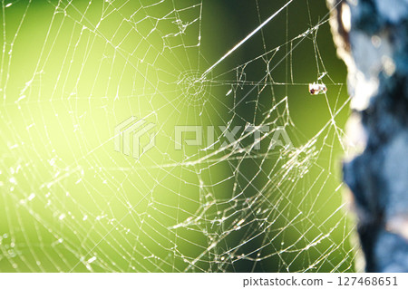 Landscape with spider web 127468651
