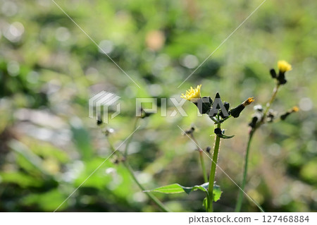 Yellow flower weed 127468884