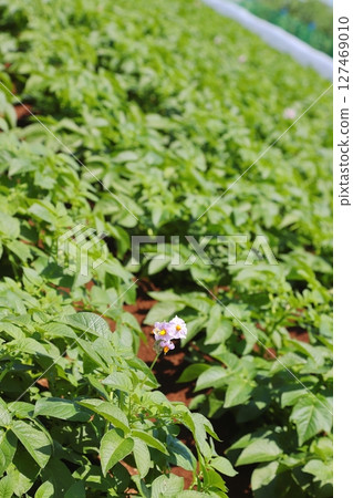 Potato field potato flower Potato field potato flower 127469010