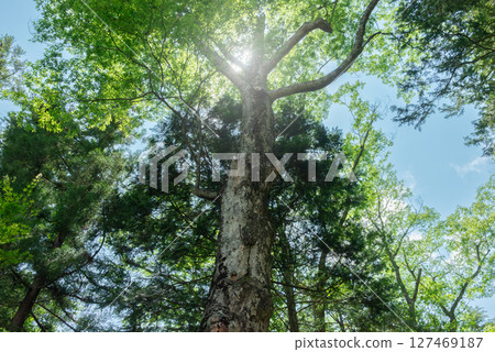 Tree extending in the sky 127469187