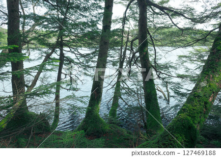 Moss-covered forest and lakeside on the plateau 127469188