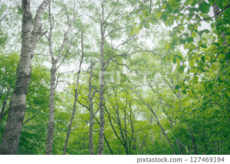 Beautiful green forest, birch forest of Yachiho Plateau Beautiful green forest, birch forest of Yachiho Plateau 127469194