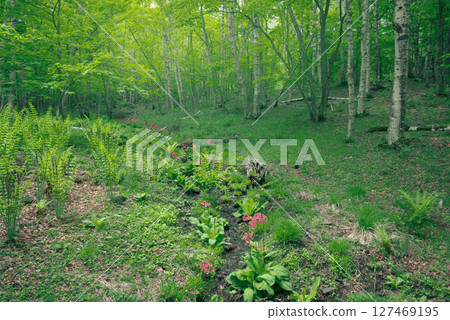 Primrose flowers blooming on the plateau in early summer Primrose flowers blooming on the plateau in early summer 127469195