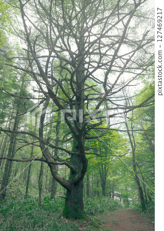 Go through the fresh green forest 127469217