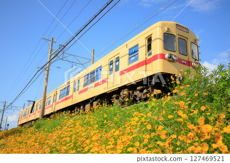 Columbine and Nishitetsu 600 series train (Nishi-Nippon Railroad) 127469521