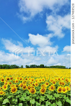Hokkaido summer blue sky and sunflower landscape Hokkaido summer blue sky and sunflower landscape 127469528