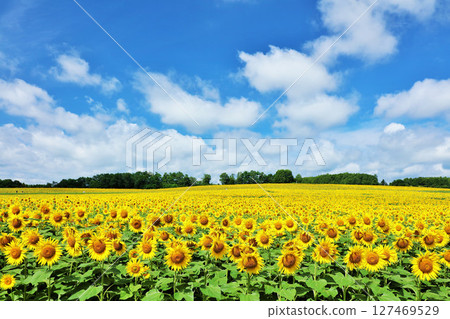 北海道夏天藍天和向日葵風景 127469529