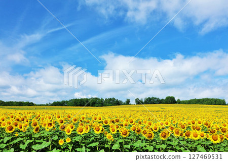 Hokkaido summer blue sky and sunflower landscape 127469531