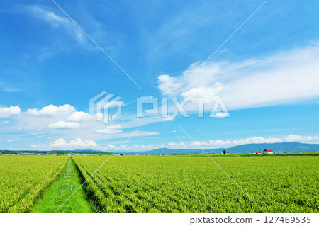 Hokkaido rice field scenery in the blue sky 127469535