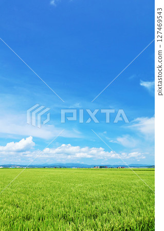 Hokkaido rice field scenery in the blue sky 127469543