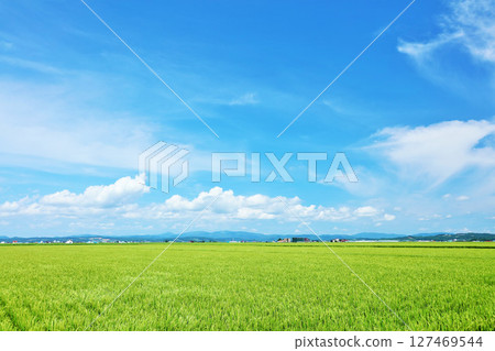 在藍天的北海道稻田風景 127469544