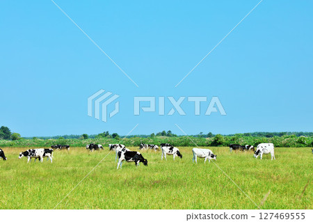 北海道夏日藍天和牧場奶牛 北海道夏日藍天和牧場奶牛 127469555
