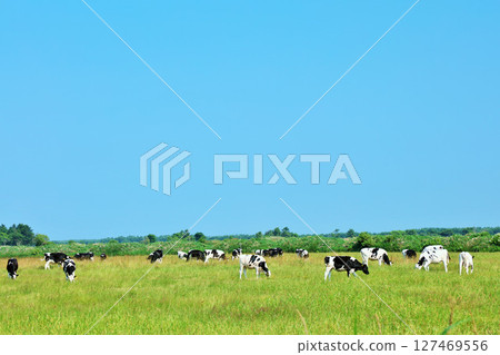 北海道夏日藍天和牧場奶牛 127469556