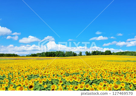 北海道夏天藍天和向日葵風景 127469570