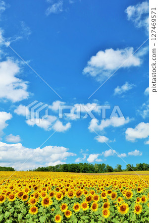 北海道夏天藍天和向日葵風景 127469571