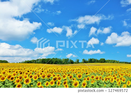北海道夏天藍天和向日葵風景 127469572