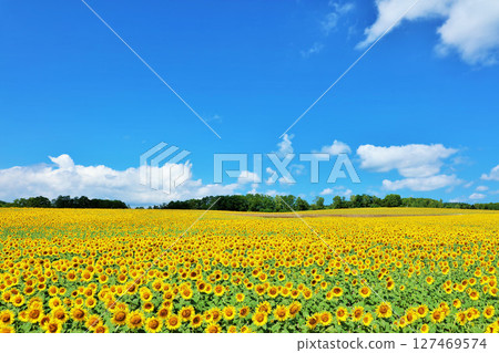 北海道夏天藍天和向日葵風景 127469574