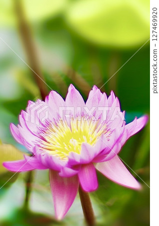 Vivid pink and yellow water lilies Vivid pink and yellow water lilies 127469920