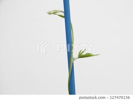 Morning glory vines twine around to the left Morning glory vines twine around to the left 127470136