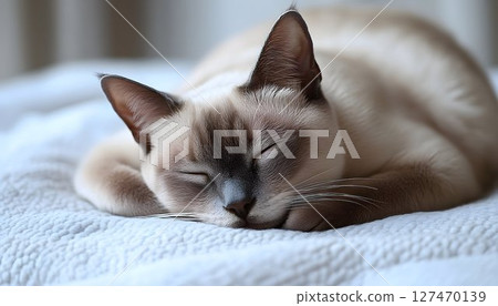 A Serene Moment, A Sleeping Cat in Soft Light 127470139
