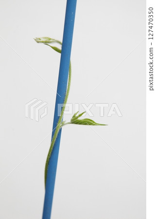 Morning glory vines twine around to the left 127470350