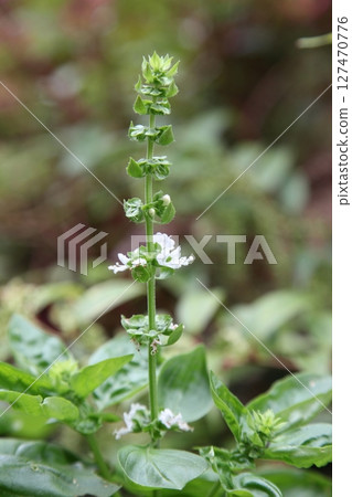 羅勒白花 127470776