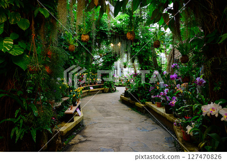 植物園風景:熱帶夢想中心 植物園風景:熱帶夢想中心 127470826