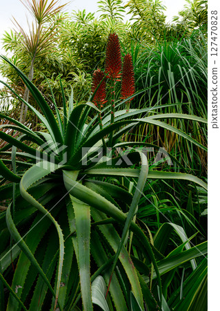 植物園風景：熱帶夢想中心 127470828