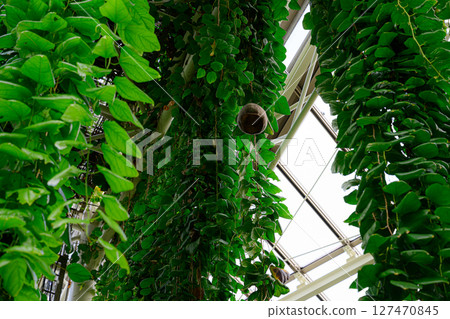 植物園風景：熱帶夢想中心 127470845