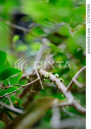 Scenery of the botanical garden: Tropical Dream Center 127470846